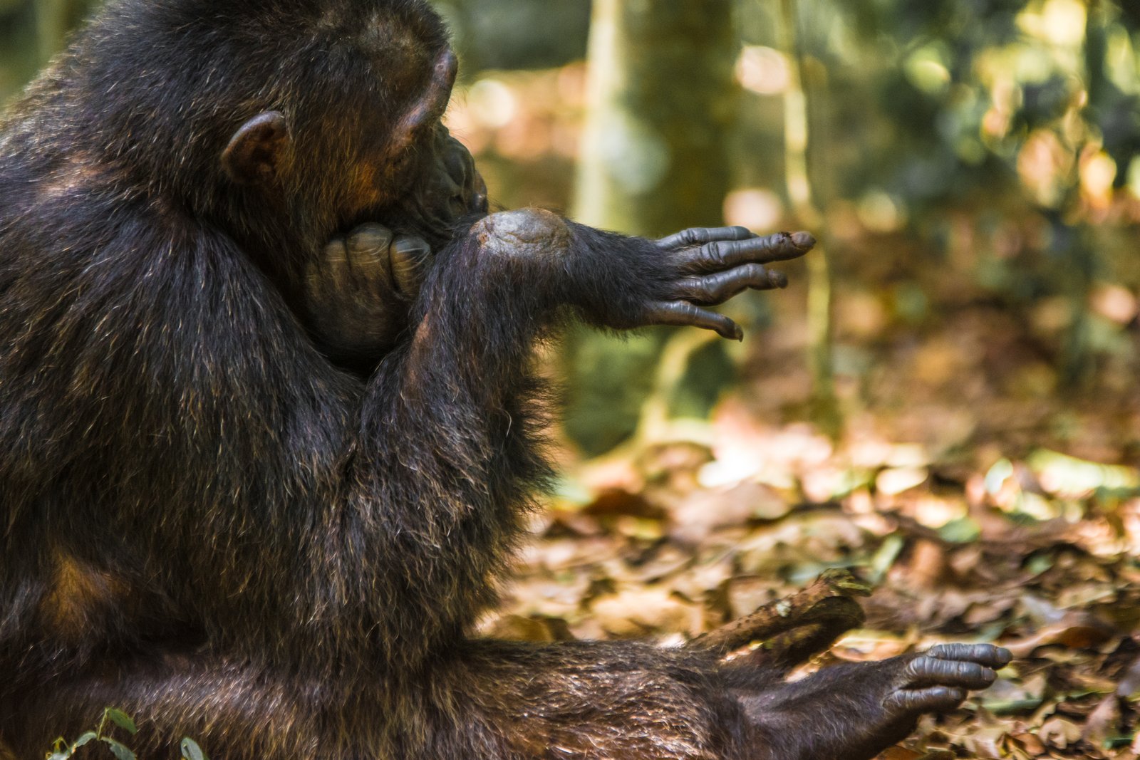 10 Days Uganda Primate Savannah Adventure Safaris - 4 FNR Pax