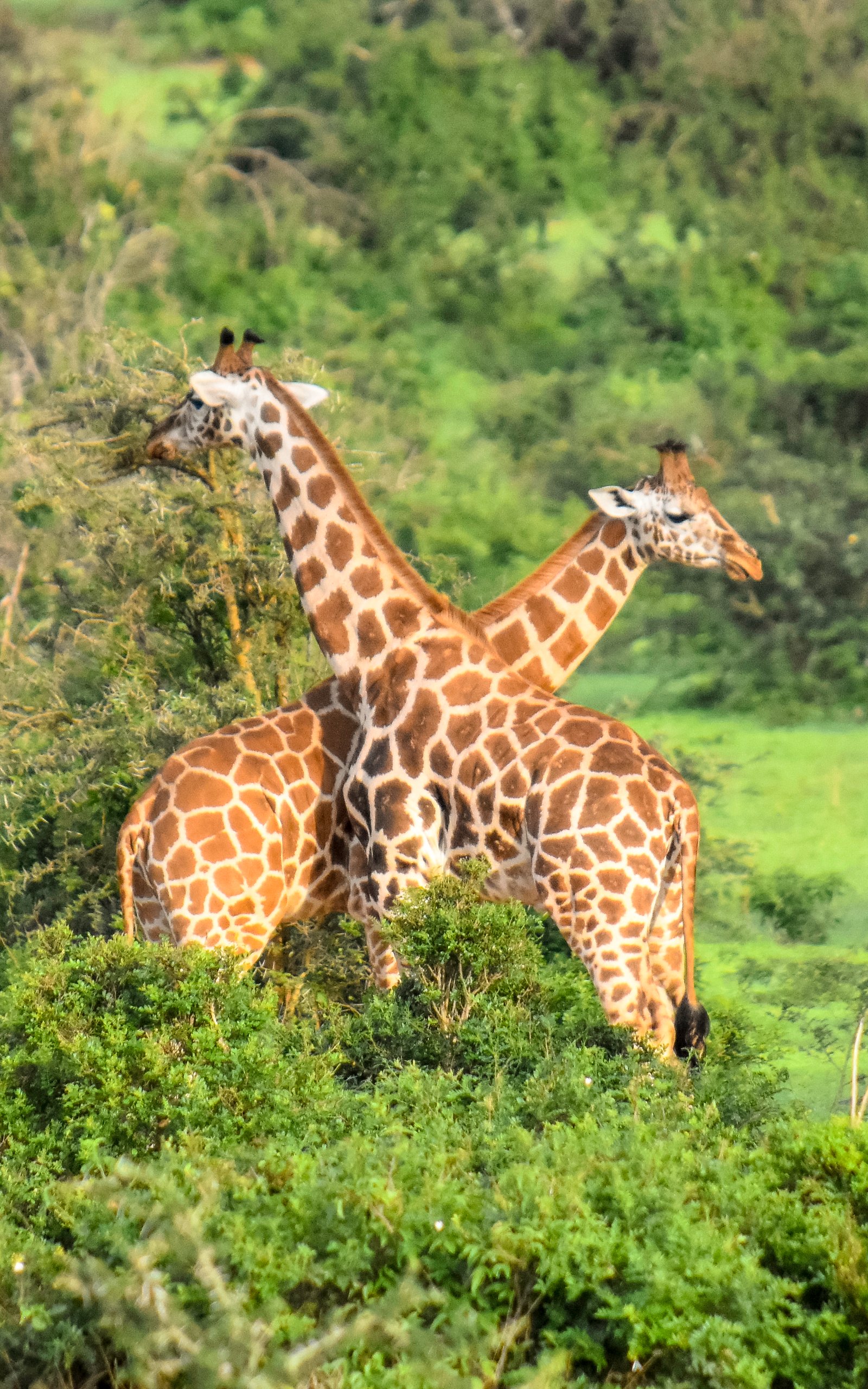 3 Days Murchison Falls safari
