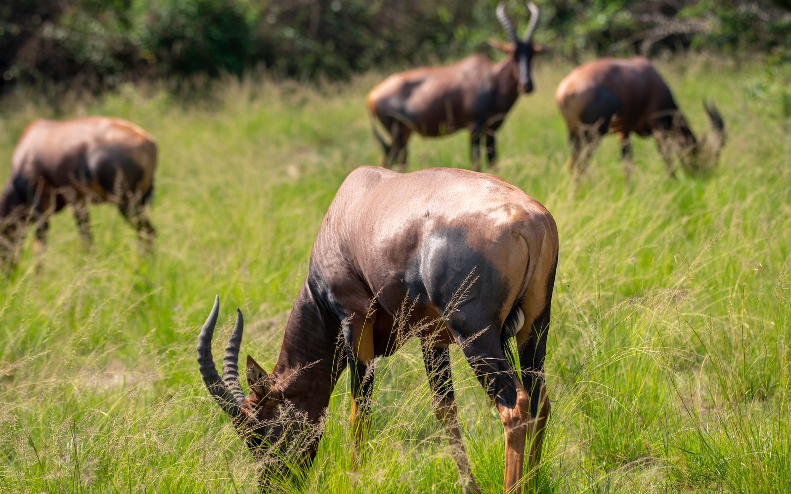 7 DAYS UGANDA SAFARI – 4 FNR PAX
