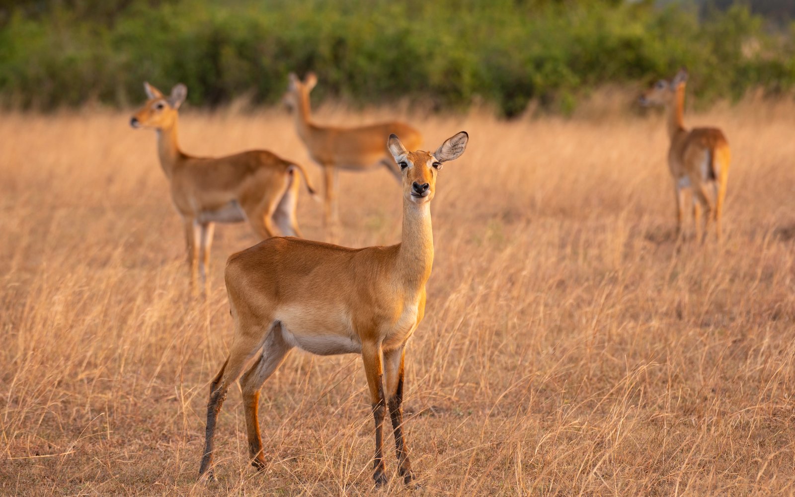 3 DAYS, 2 NIGHTS SAFARI TO MURCHISON FALLS  NATIONAL PARK