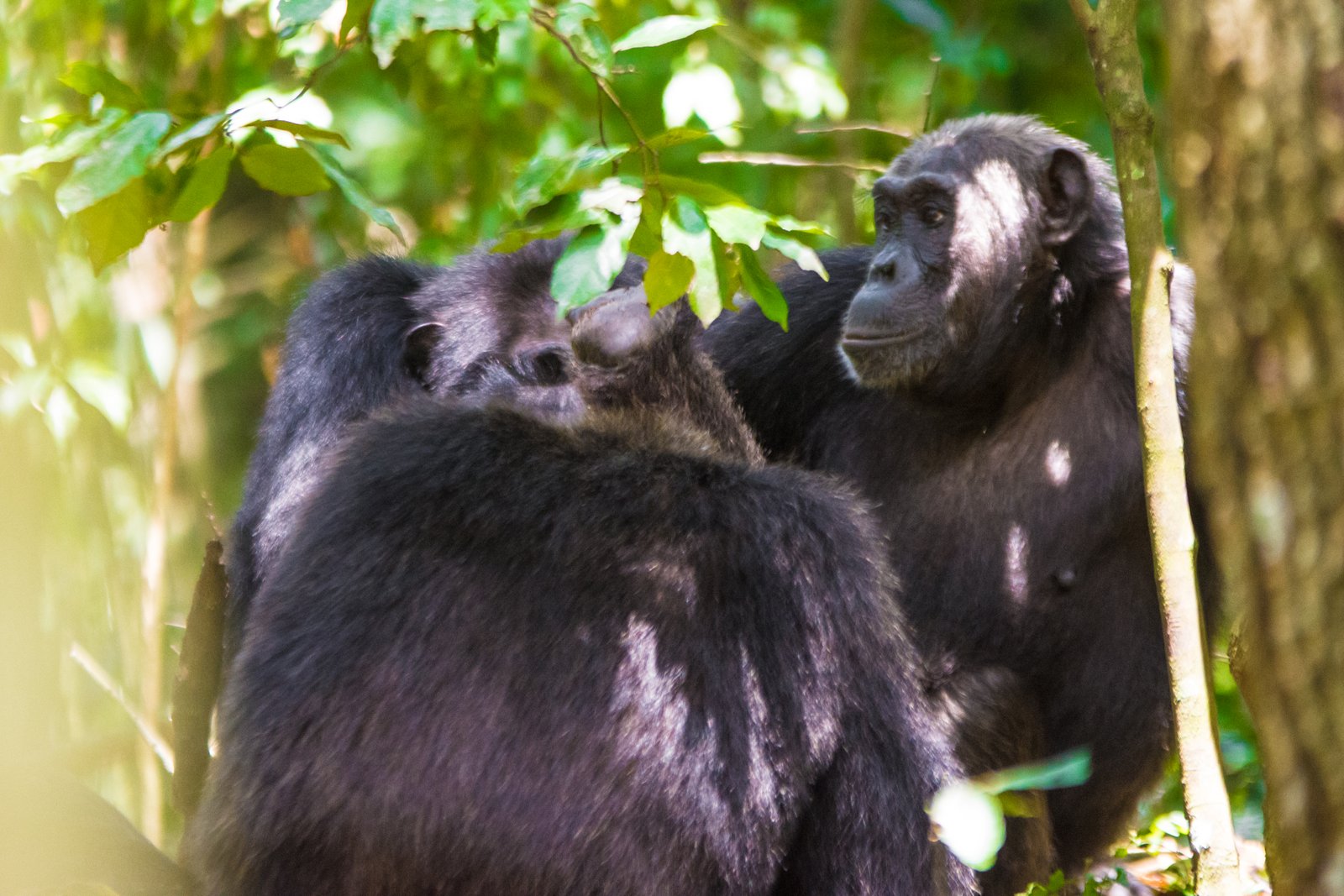 10 Days Uganda Primate Savannah Adventure Safaris - 4 FNR Pax